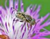 Eristalinus sepulchralis